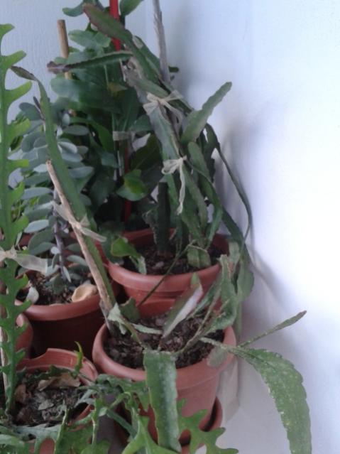 Name:  20161130_171136.jpg
Views: 532
Size:  36.8 KB