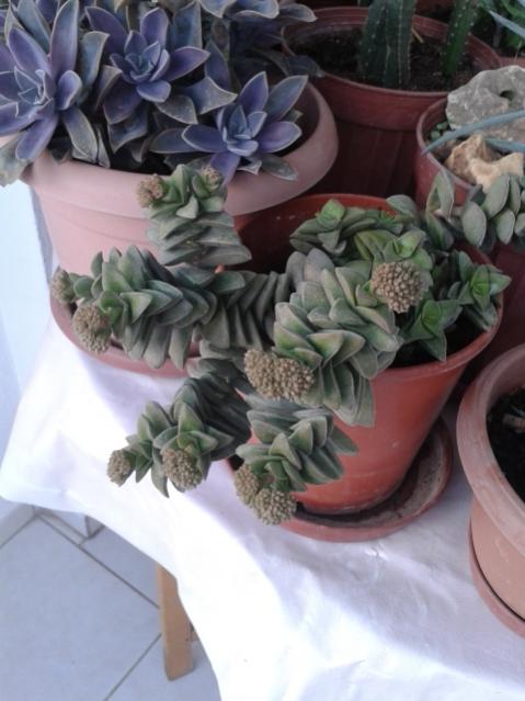 Name:  20161130_171110.jpg
Views: 534
Size:  40.9 KB