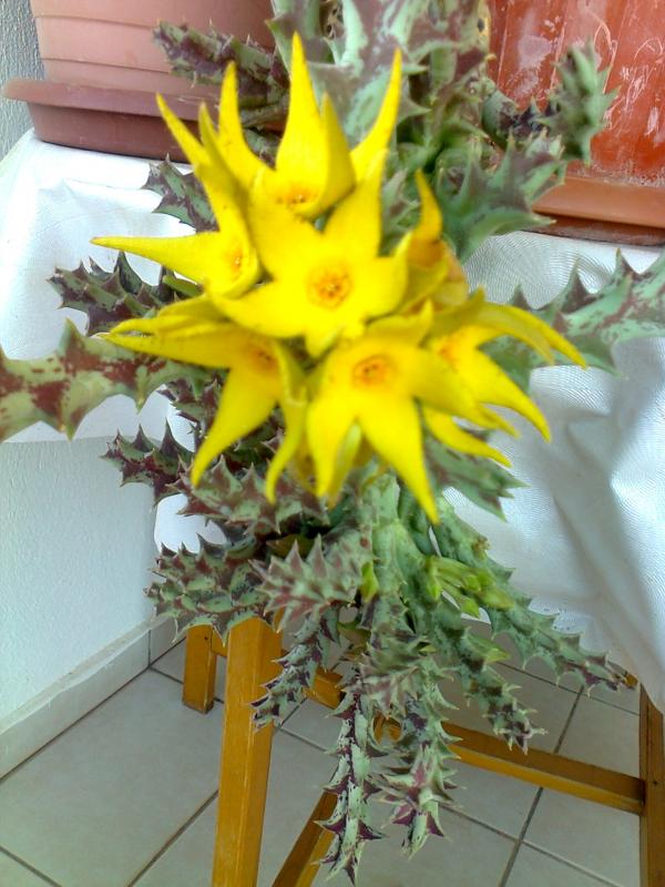 Name:  Fotoraf4091.jpg
Views: 526
Size:  71.7 KB