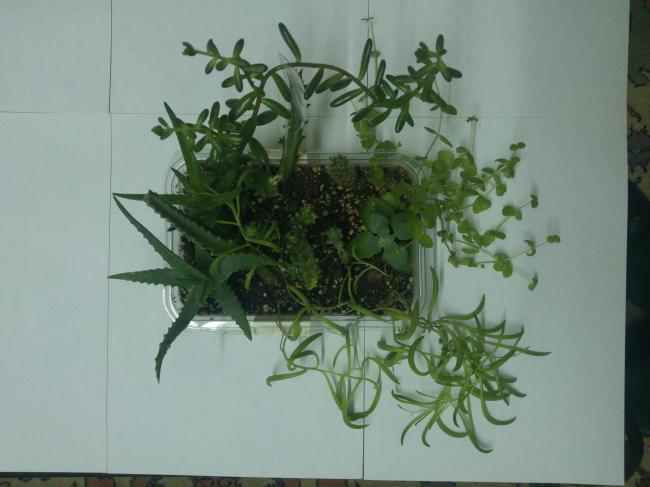 Name:  20170205_061437-1.jpg
Views: 759
Size:  34.4 KB