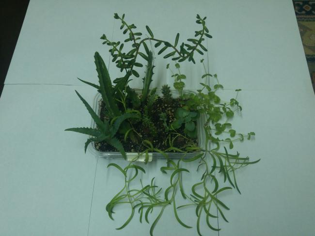 Name:  20170205_061624-1.jpg
Views: 722
Size:  31.6 KB