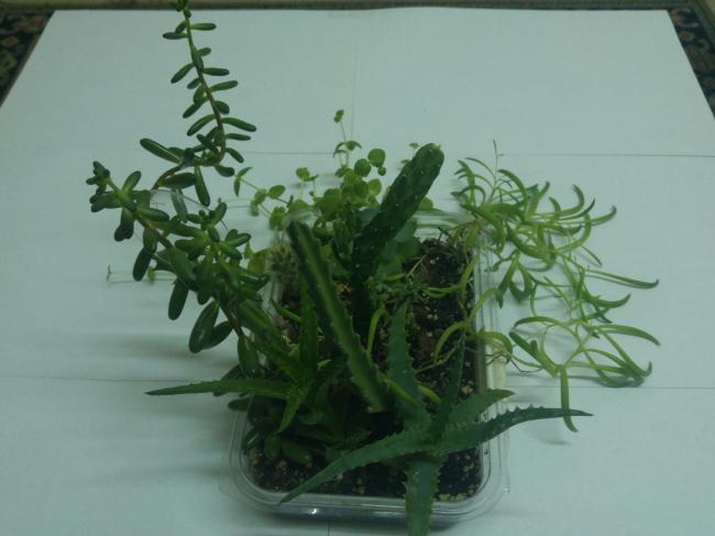 Name:  20170205_061713-1.jpg
Views: 767
Size:  32.1 KB