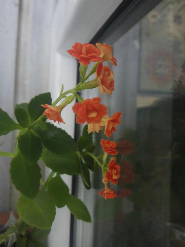 Name:  20170205_062051-1.jpg
Views: 722
Size:  39.7 KB
