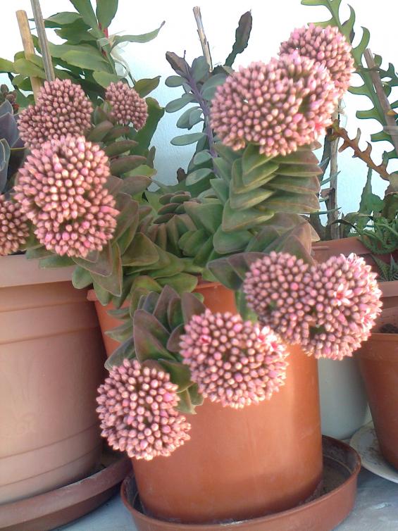 Name:  Fotoraf4123.jpg
Views: 549
Size:  74.2 KB