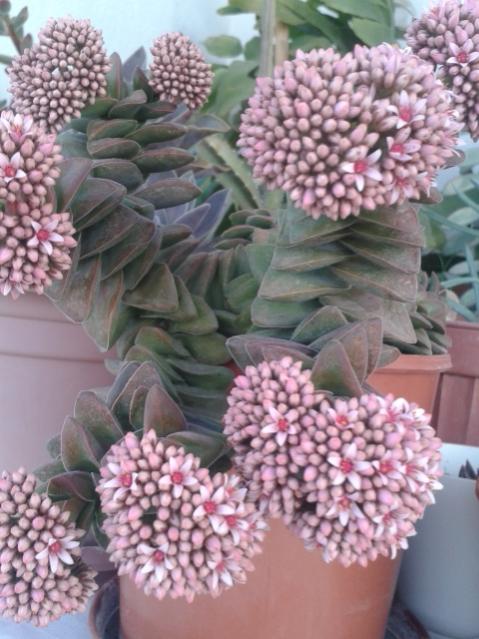 Name:  20170212_085639.jpg
Views: 477
Size:  53.0 KB
