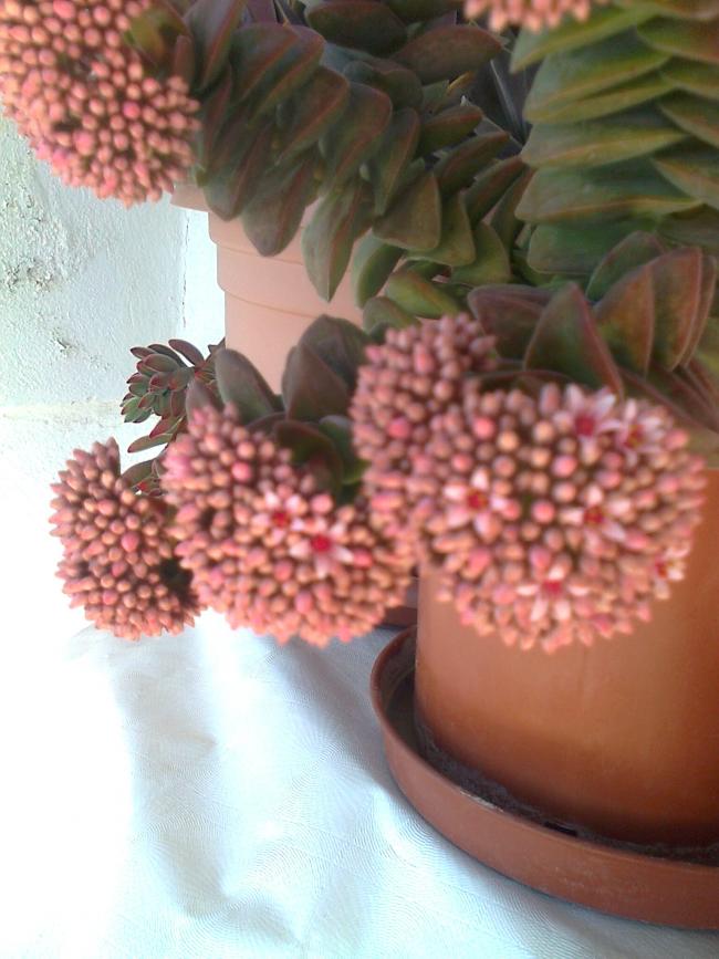 Name:  Fotoraf4126.jpg
Views: 469
Size:  66.3 KB