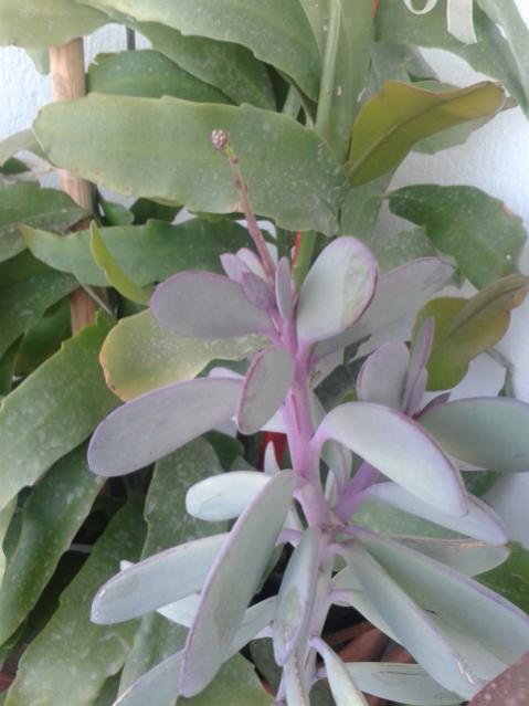 Name:  20170212_085841.jpg
Views: 455
Size:  36.7 KB