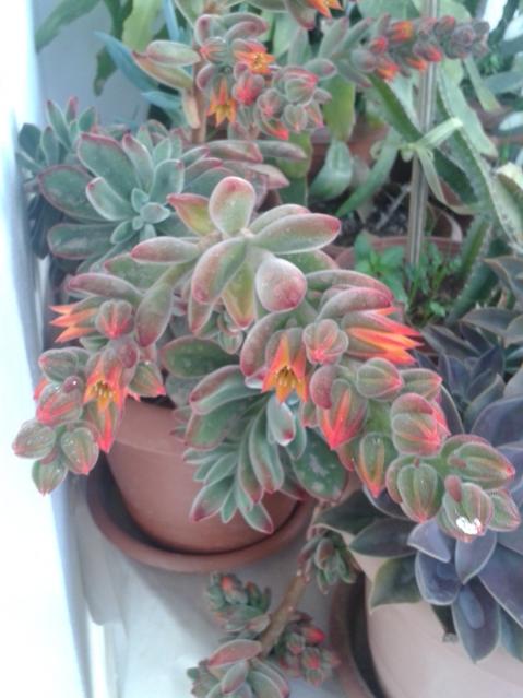 Name:  20170212_085814.jpg
Views: 472
Size:  43.1 KB