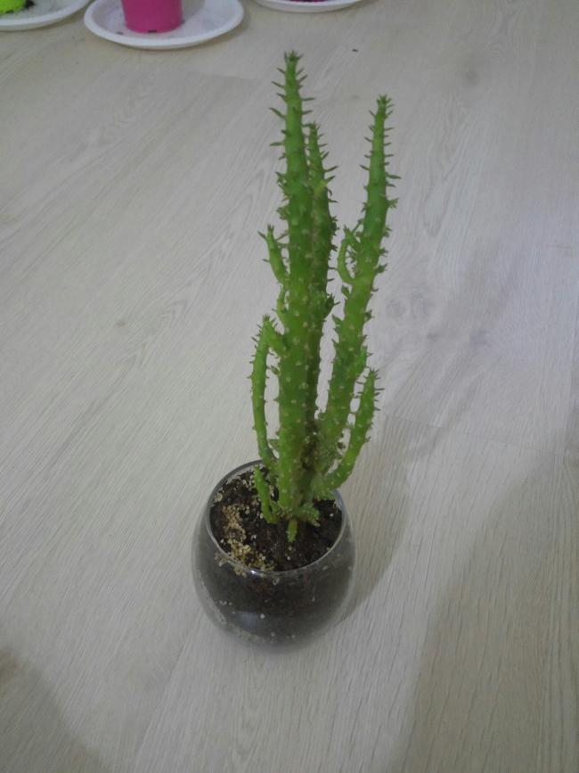 Name:  20170325_064434-1.jpg
Views: 600
Size:  50.1 KB
