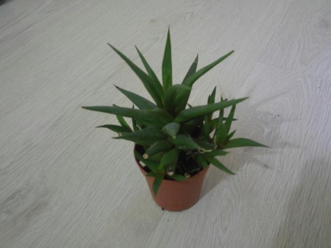Name:  20170325_064555-1.jpg
Views: 615
Size:  30.4 KB