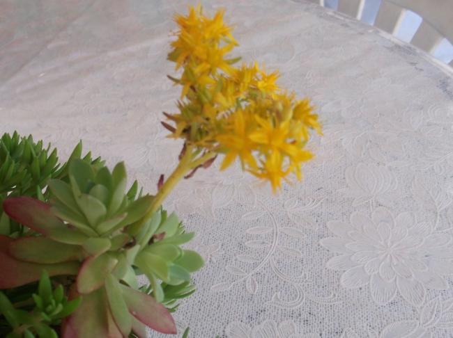 Name:  DSCF0117.jpg
Views: 610
Size:  38.1 KB