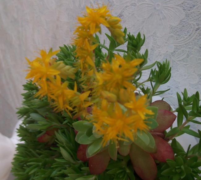Name:  DSCF0118.jpg
Views: 556
Size:  45.1 KB
