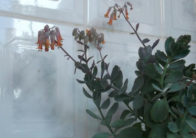 Name:  DSCF0121.jpg
Views: 619
Size:  33.3 KB