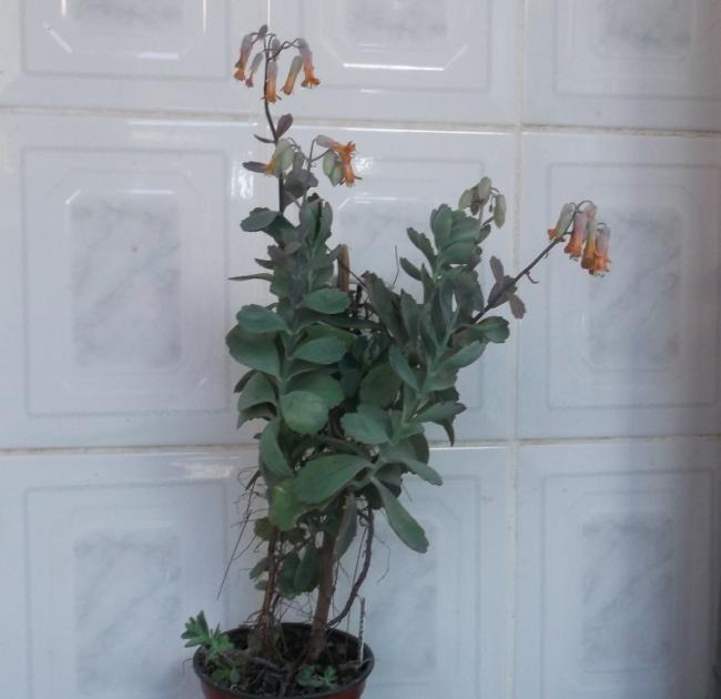 Name:  DSCF0119.jpg
Views: 584
Size:  34.2 KB