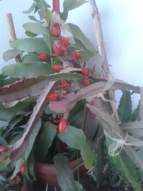 Name:  20170411_192026.jpg
Views: 686
Size:  35.0 KB