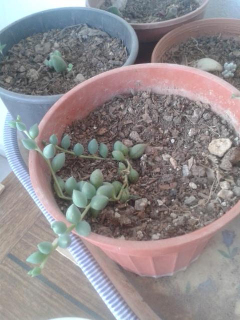Name:  20170411_192051.jpg
Views: 722
Size:  47.2 KB