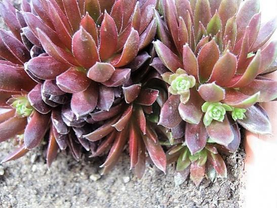 Name:  sempervivum.jpg
Views: 1063
Size:  55.6 KB
