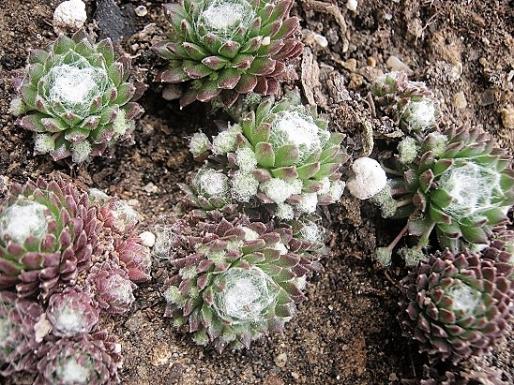 Name:  sempervivum1.jpg
Views: 1049
Size:  72.4 KB