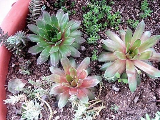 Name:  sempervivum2.jpg
Views: 1042
Size:  68.7 KB