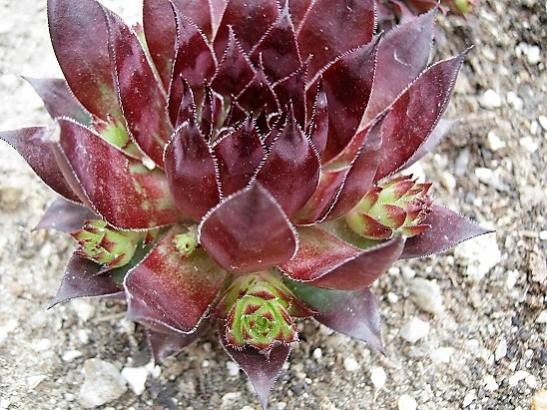Name:  sempervivum3.jpg
Views: 1064
Size:  58.6 KB