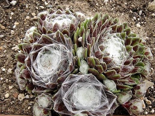 Name:  sempervivum4.jpg
Views: 1069
Size:  72.2 KB