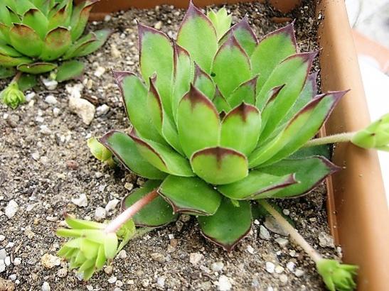 Name:  sempervivum5.jpg
Views: 1169
Size:  58.9 KB