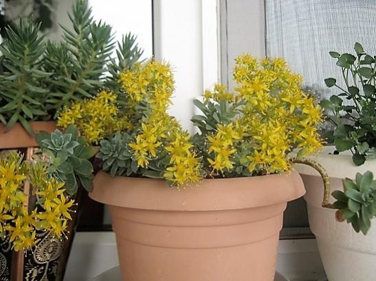 Name:  sedum palmeri.jpg
Views: 1138
Size:  46.3 KB