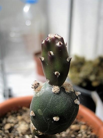 Name:  opuntia.jpg
Views: 1132
Size:  26.6 KB