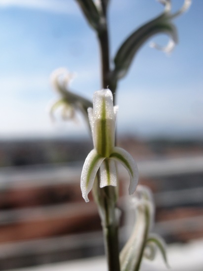 Name:  hawortia.jpg
Views: 1101
Size:  65.5 KB