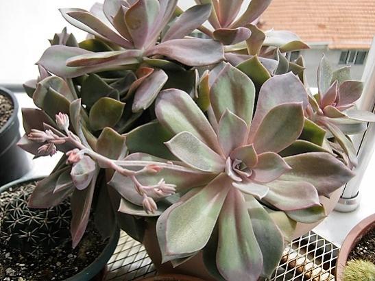 Name:  graptopetalum.jpg
Views: 1154
Size:  47.9 KB