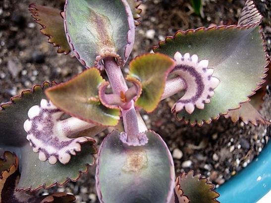 Name:  kalanchoe d..jpg
Views: 1143
Size:  46.9 KB