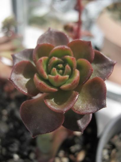 Name:  sedeveria letizia.jpg
Views: 1154
Size:  23.2 KB
