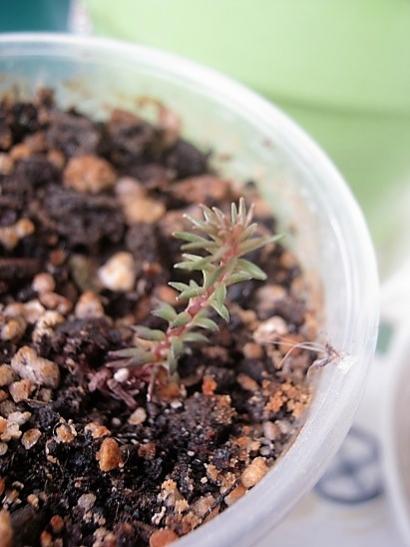 Name:  sedum chocolate.jpg
Views: 1123
Size:  32.8 KB