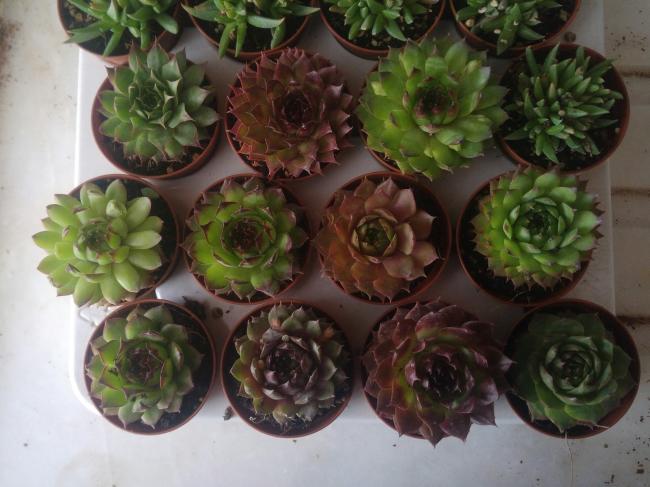 Name:  20170414_140227-1.jpg
Views: 1029
Size:  46.7 KB