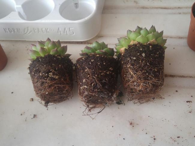 Name:  20170414_140356-1.jpg
Views: 935
Size:  35.9 KB