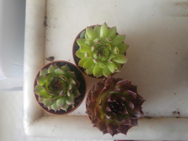 Name:  20170414_140328-1.jpg
Views: 870
Size:  27.3 KB