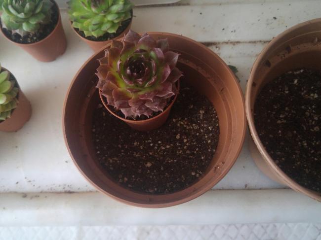 Name:  20170414_140647-1.jpg
Views: 916
Size:  34.5 KB