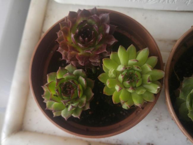 Name:  20170414_140913-1.jpg
Views: 927
Size:  30.7 KB