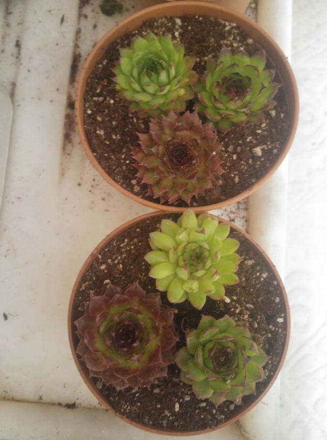 Name:  20170414_141710-1.jpg
Views: 1006
Size:  60.9 KB