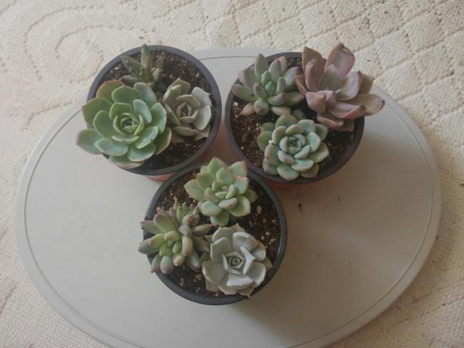 Name:  20170414_143311-1.jpg
Views: 929
Size:  38.6 KB