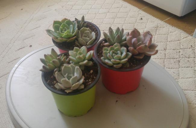 Name:  20170414_143319-1.jpg
Views: 878
Size:  32.0 KB