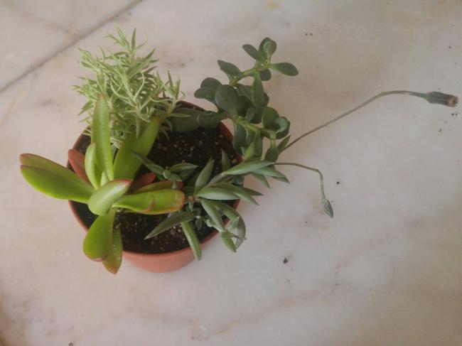 Name:  20170414_145819-1.jpg
Views: 907
Size:  25.6 KB