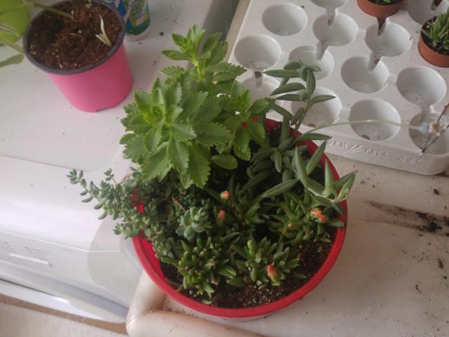 Name:  20170414_144628-1.jpg
Views: 866
Size:  40.8 KB