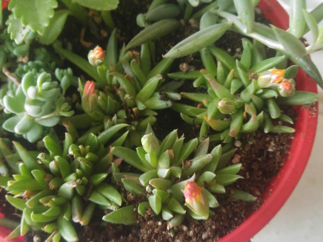 Name:  20170414_144640-1.jpg
Views: 1004
Size:  48.8 KB