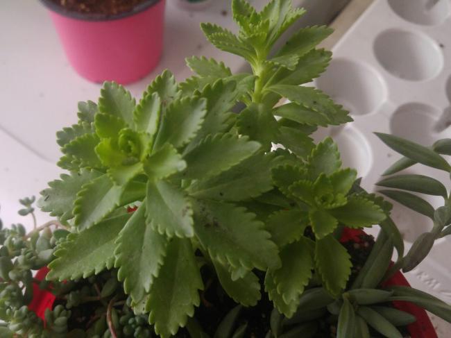 Name:  20170414_144646-1.jpg
Views: 1051
Size:  35.7 KB