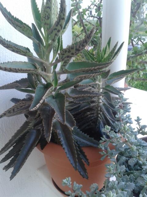Name:  20170418_191225.jpg
Views: 707
Size:  51.8 KB
