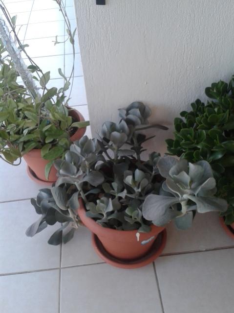 Name:  20170418_191252.jpg
Views: 670
Size:  37.1 KB