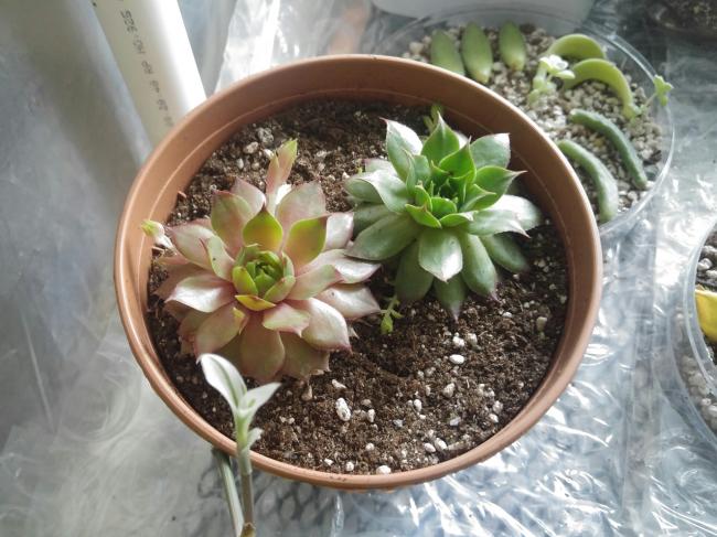 Name:  20170420_144416-1.jpg
Views: 1238
Size:  55.6 KB