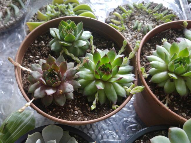 Name:  20170420_144405-1.jpg
Views: 877
Size:  59.7 KB