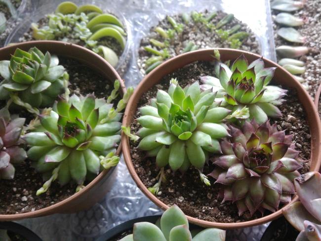 Name:  20170420_144430-1.jpg
Views: 878
Size:  61.6 KB